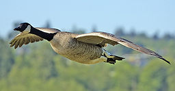 Canadian Goose in Flight Image taken by Alan D. Wilson