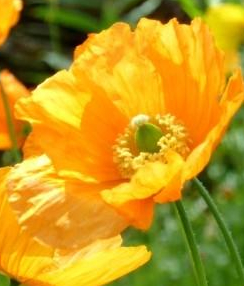 Welsh Poppies for a Bright Future